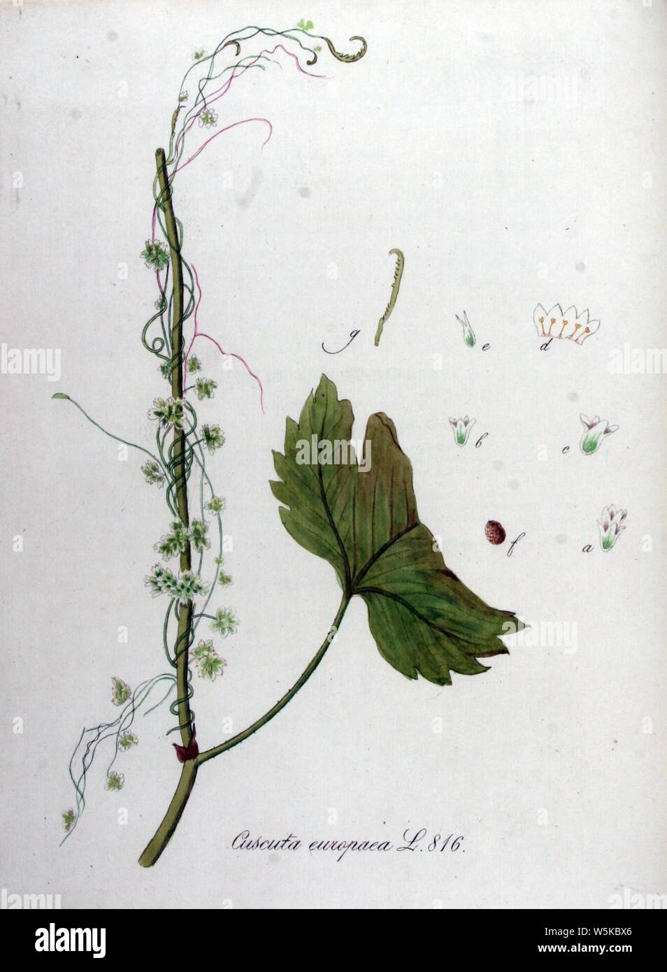Cuscuta europaea — Flora Batava — Volume v11. Stock Photo