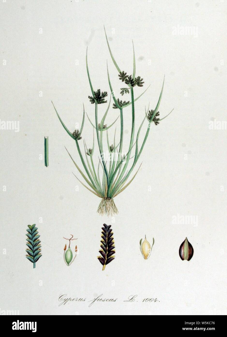 Cyperus fuscus — Flora Batava — Volume v14. Stock Photo