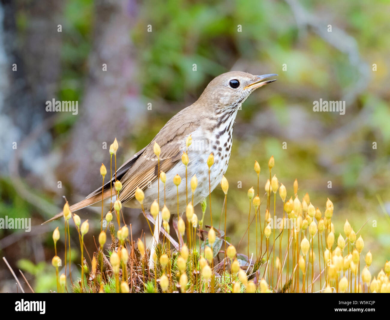 hermit thrush, Catharus guttatus, songbird, singing on log with moss, spring time, Nova Scotia, Canada Stock Photo