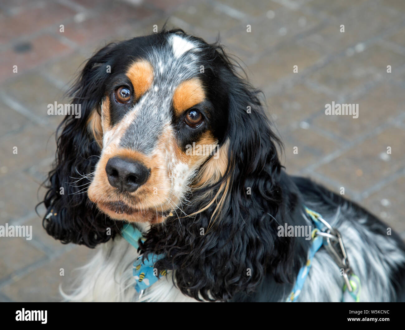 tricolor english cocker spaniel