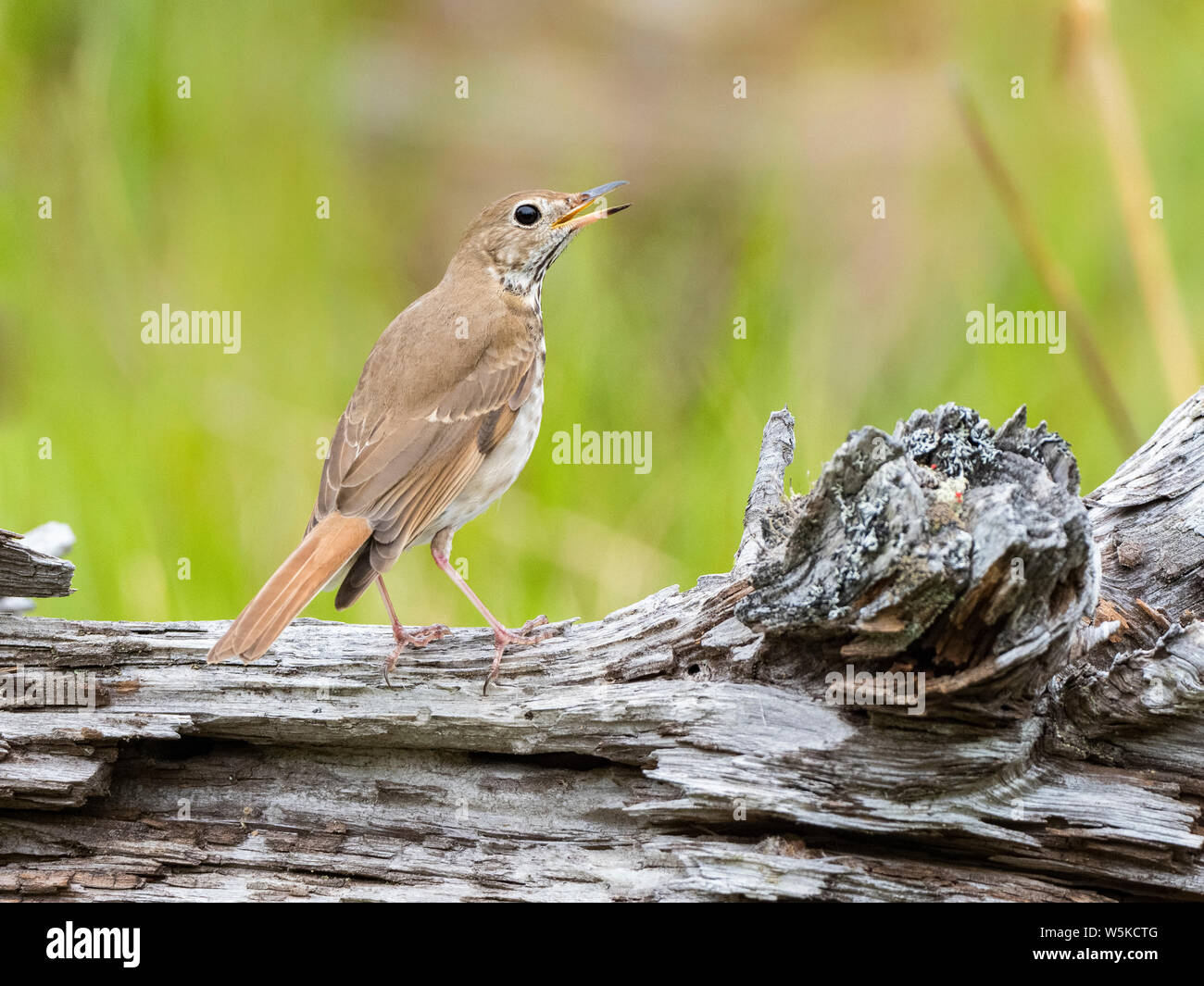 hermit thrush, Catharus guttatus, songbird, singing on log, spring time, Nova Scotia, Canada Stock Photo