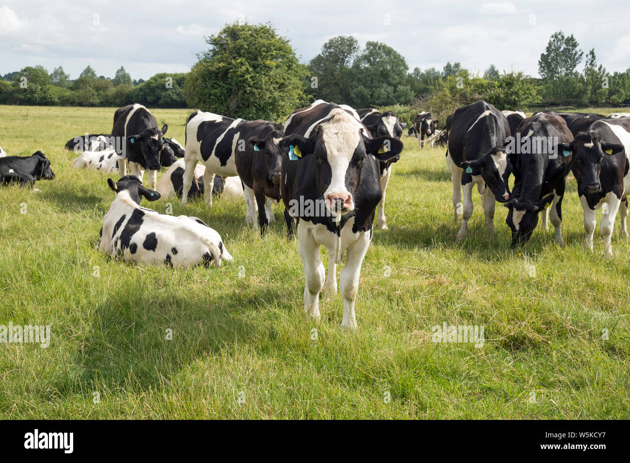 A herd of dairy cows in a field on a sunny day Stock Photo