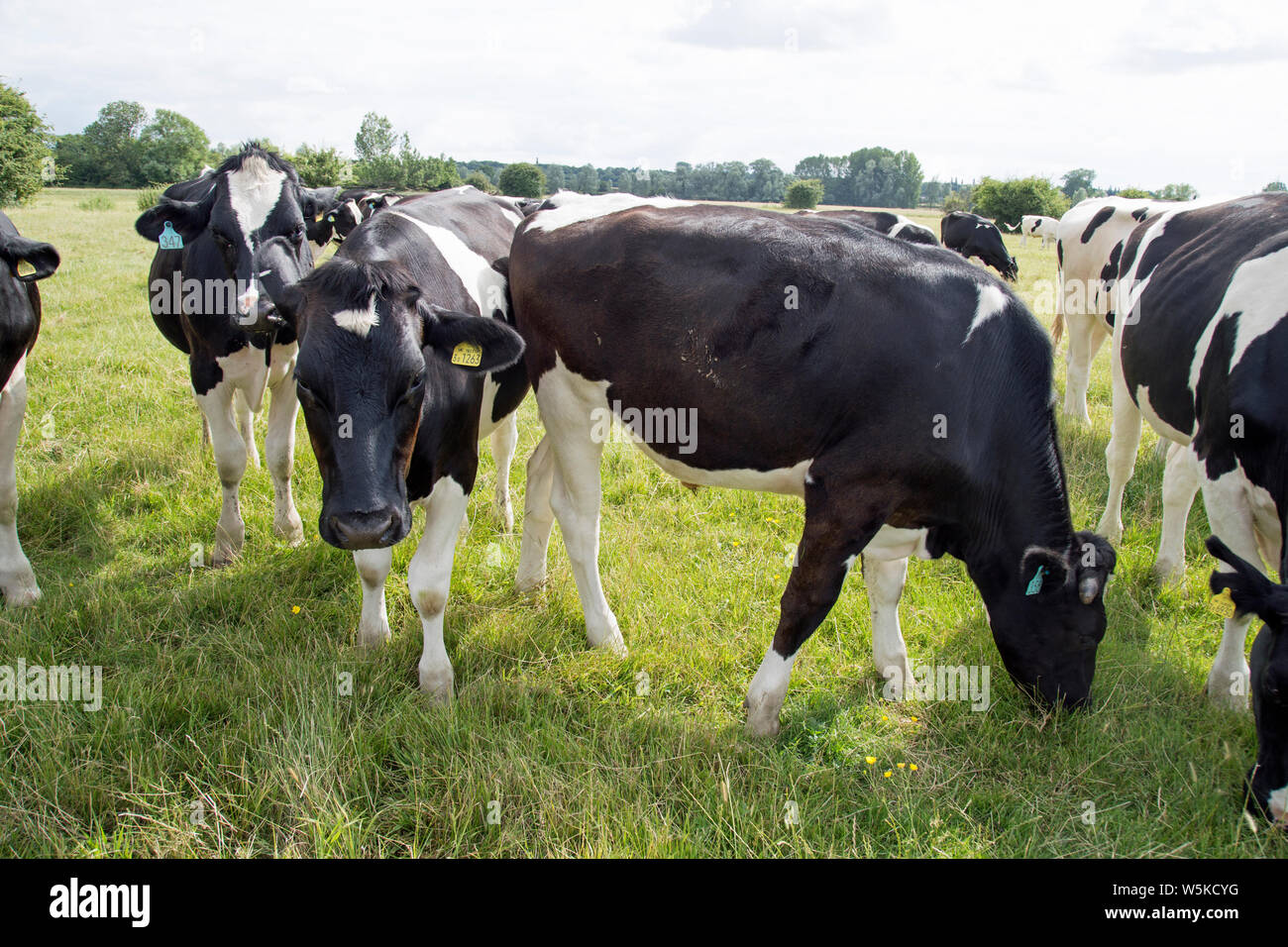 A herd of dairy cows in a field on a sunny day Stock Photo