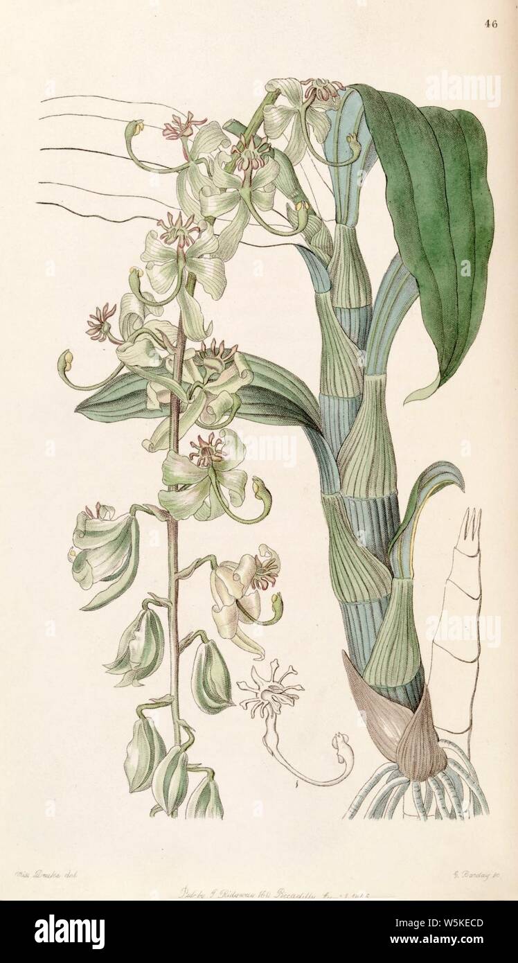 Cycnoches stelliferum (as Cycnoches egertonianum var. viride) - Edwards vol 32 (NS 9) pl 46 (1846). Stock Photo
