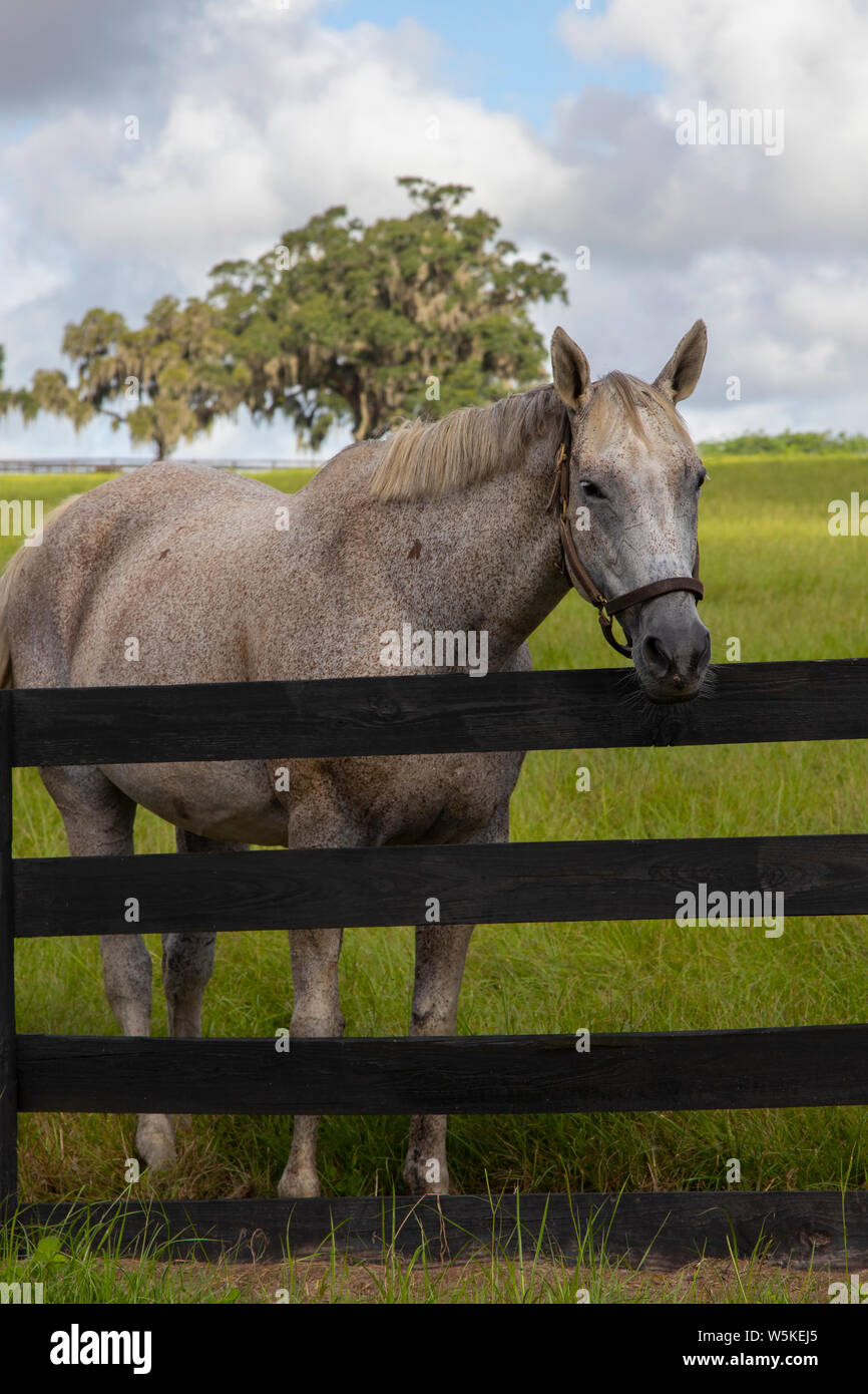 Beautiful horses on a horse breeding ranch in central Florida Stock