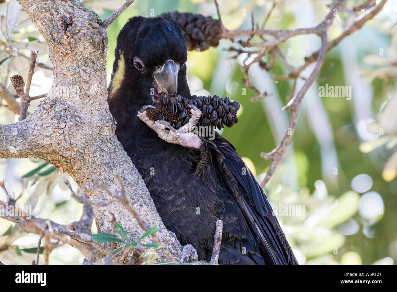 Yellow-tailed Black Cockatoo feeding on Banksia cone Calyptorhynchus funereus Eastern Australia Stock Photo