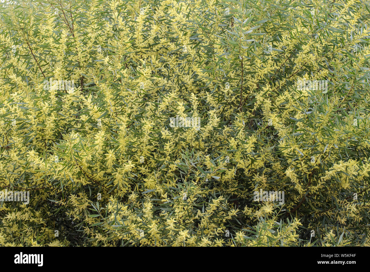 Sydney Golden Wattle Acacia longifolia Eastern Australia Stock Photo