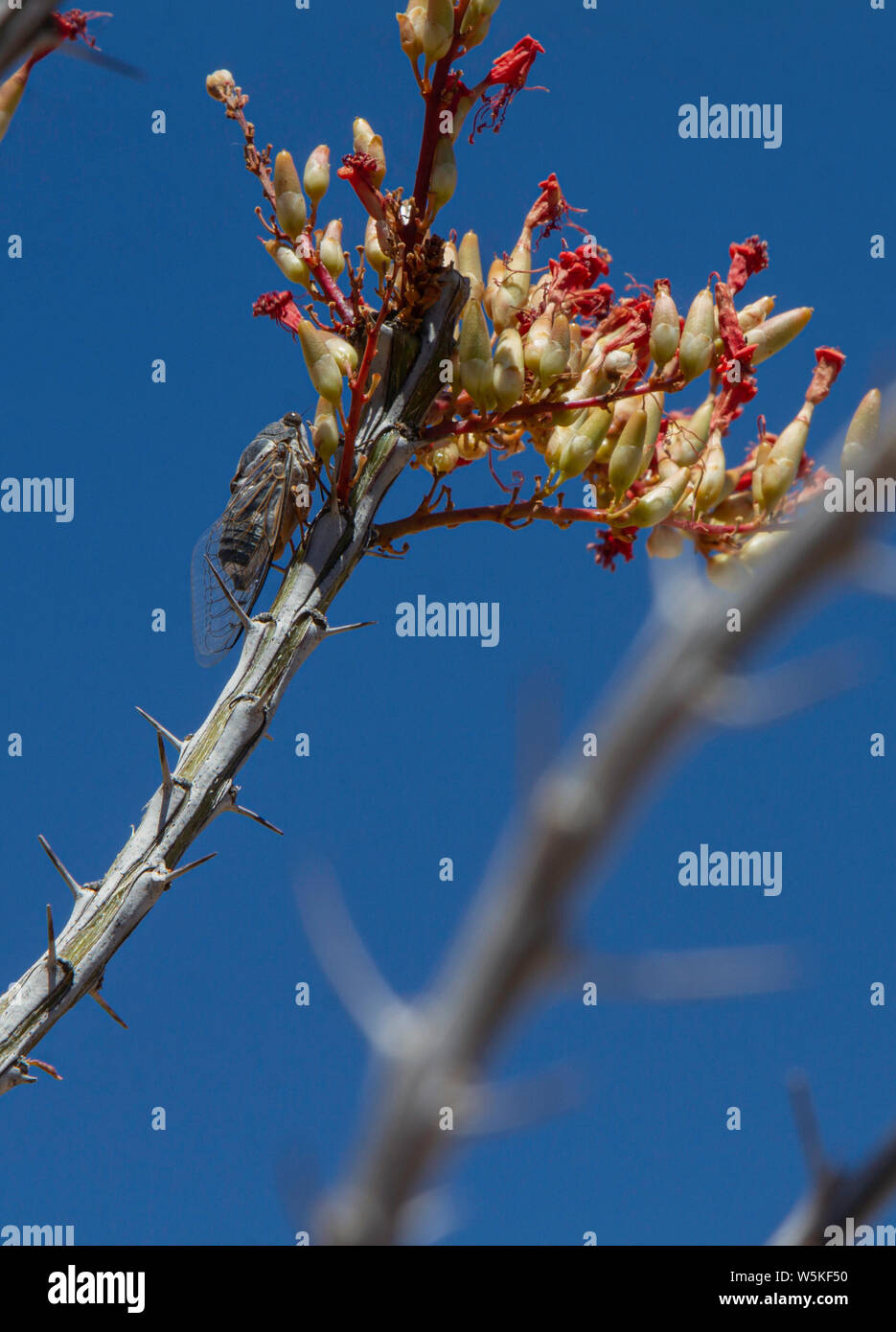 Desert Cicada sings from a flowering Ocotillo Branch in Arizona. Stock Photo