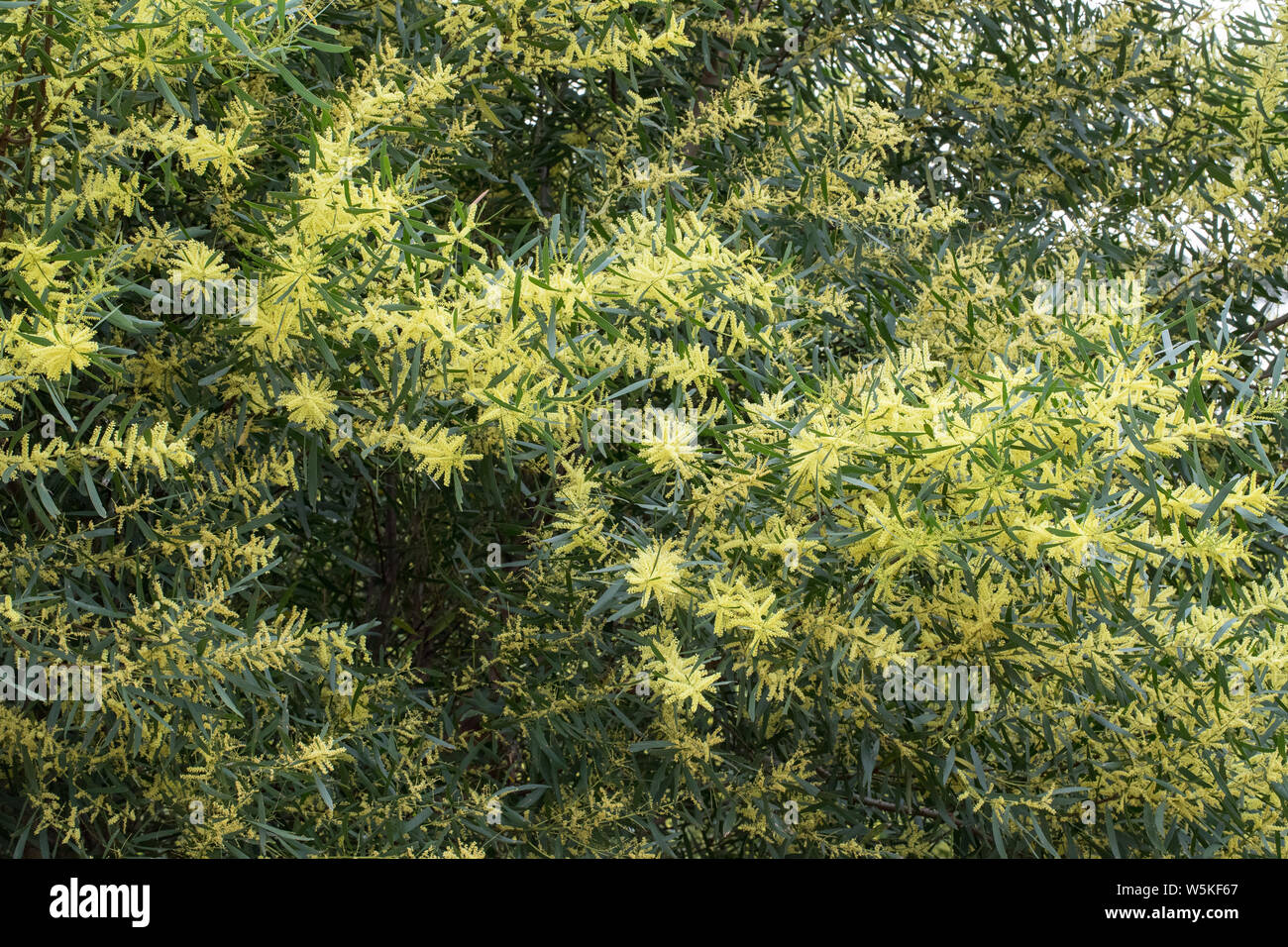Sydney Golden Wattle Acacia longifolia Eastern Australia Stock Photo