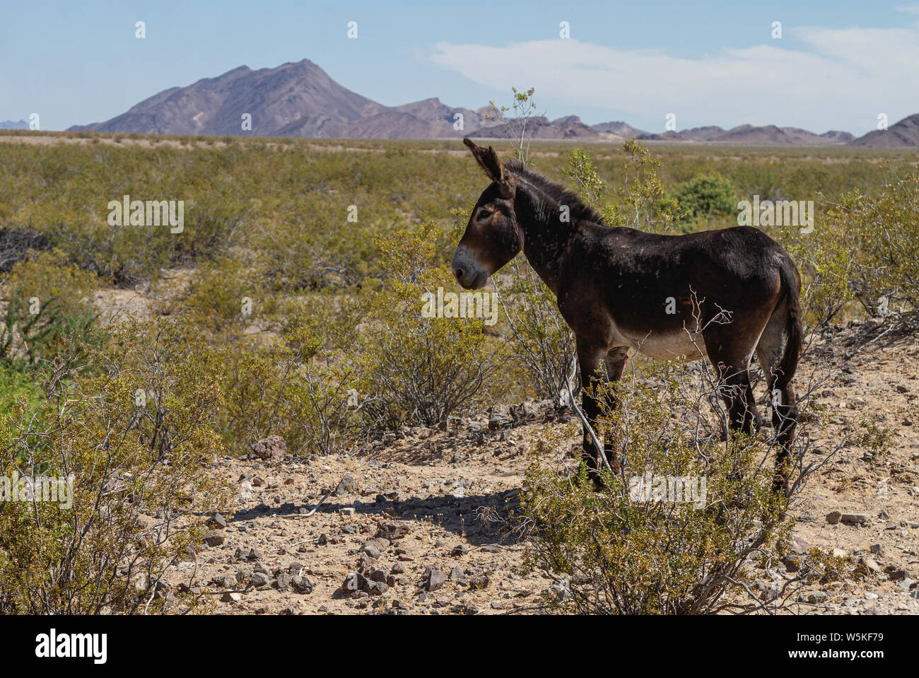 Heavily Scarred Wild Burro looks across landscape at Lake Mohave. Stock Photo