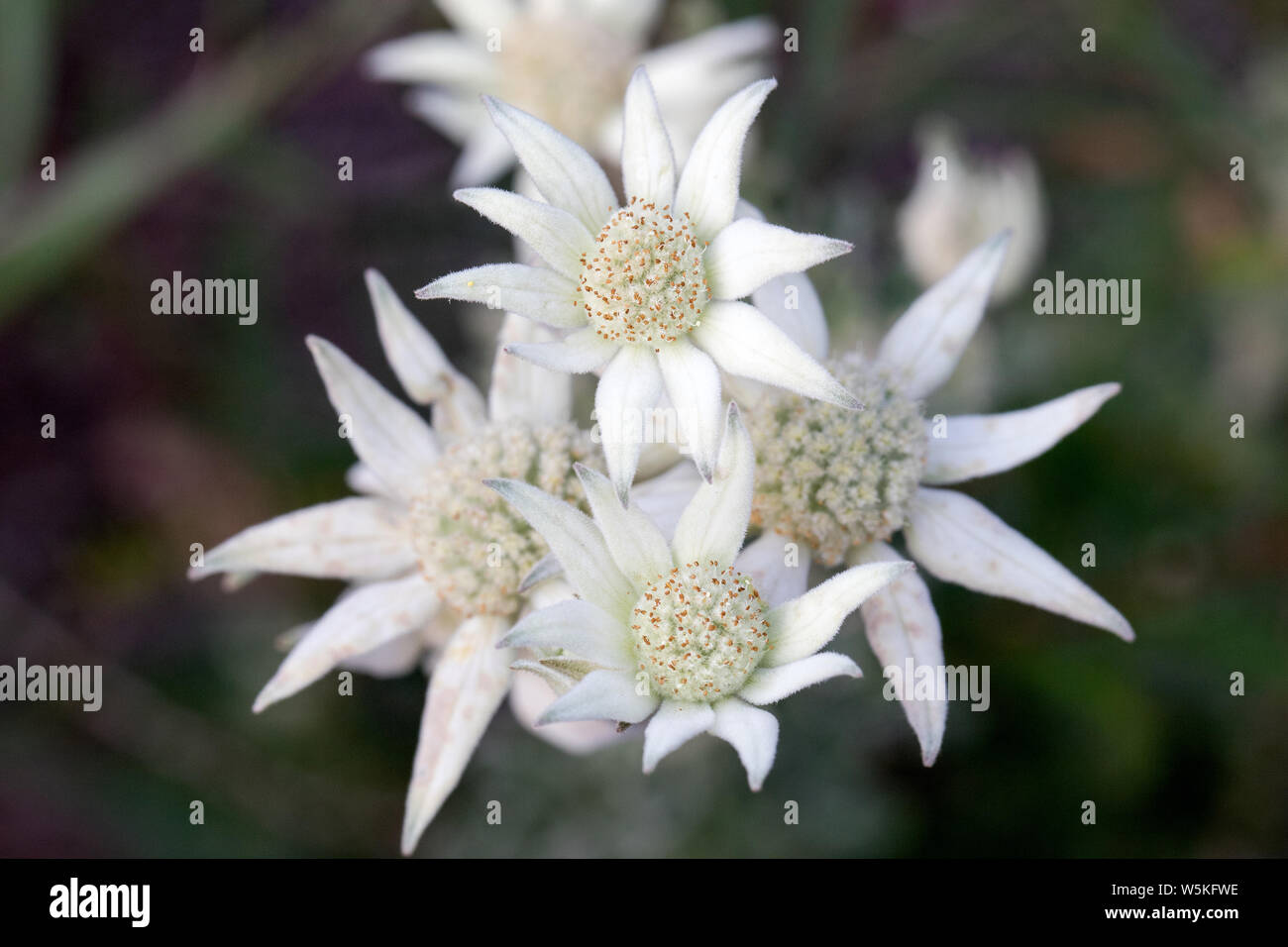 Flannel Flower Actinotus helianthi  Eastrn Australia Stock Photo
