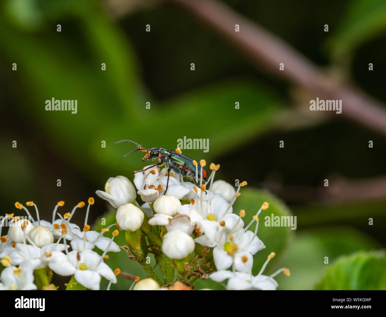 Green beetle feeding on a flower head Stock Photo