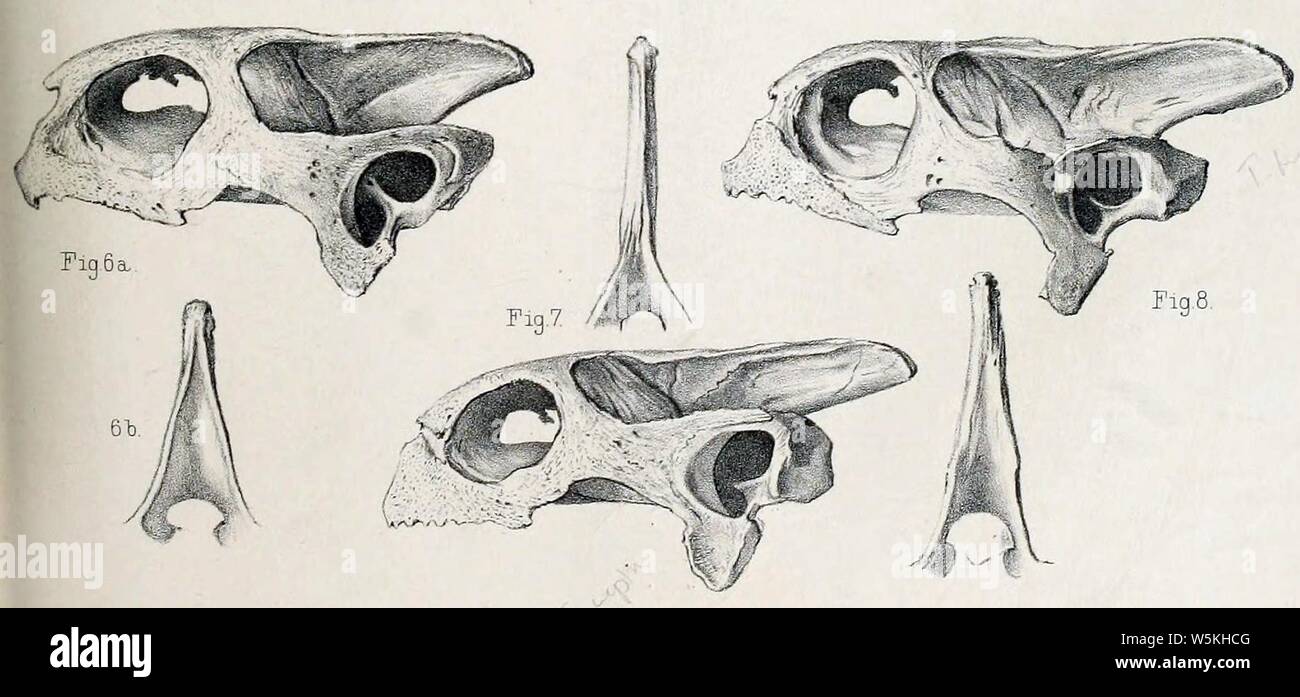 Cylindraspis hires stock photography and images Alamy