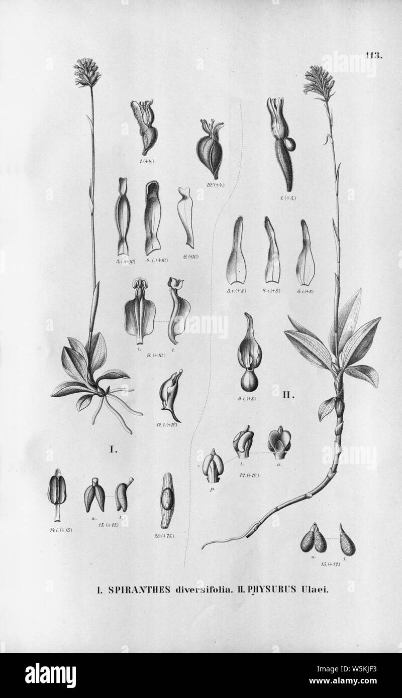 Cyclopogon apricus (as Spiranthes diversifolia) - Microchilus austrobrasiliensis (as Physurus ulaei) - Fl.Br. 3-6-113. Stock Photo