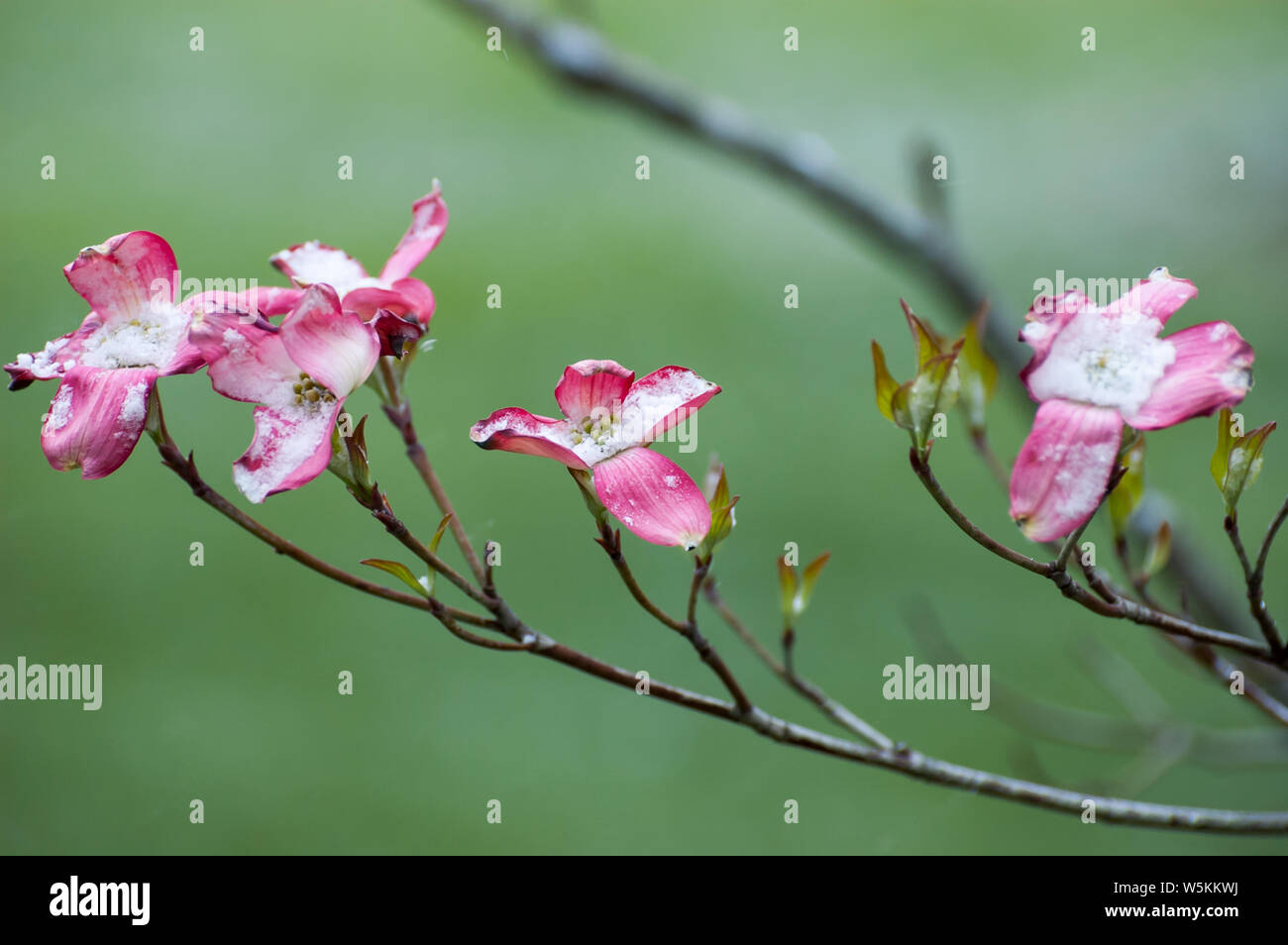Close up of a pink flowering dogwood. The scientific name is Cornus