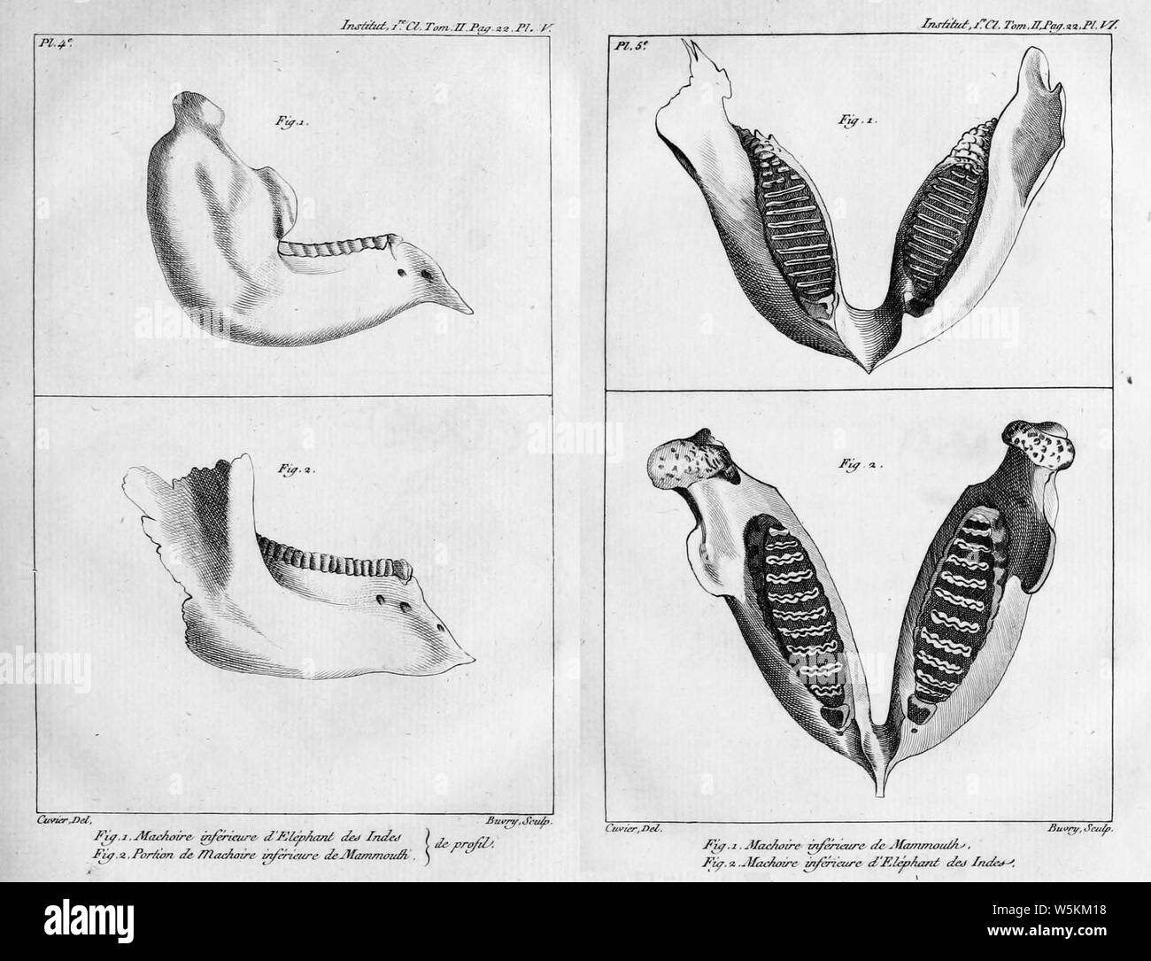 Cuvier elephant jaw. Stock Photo