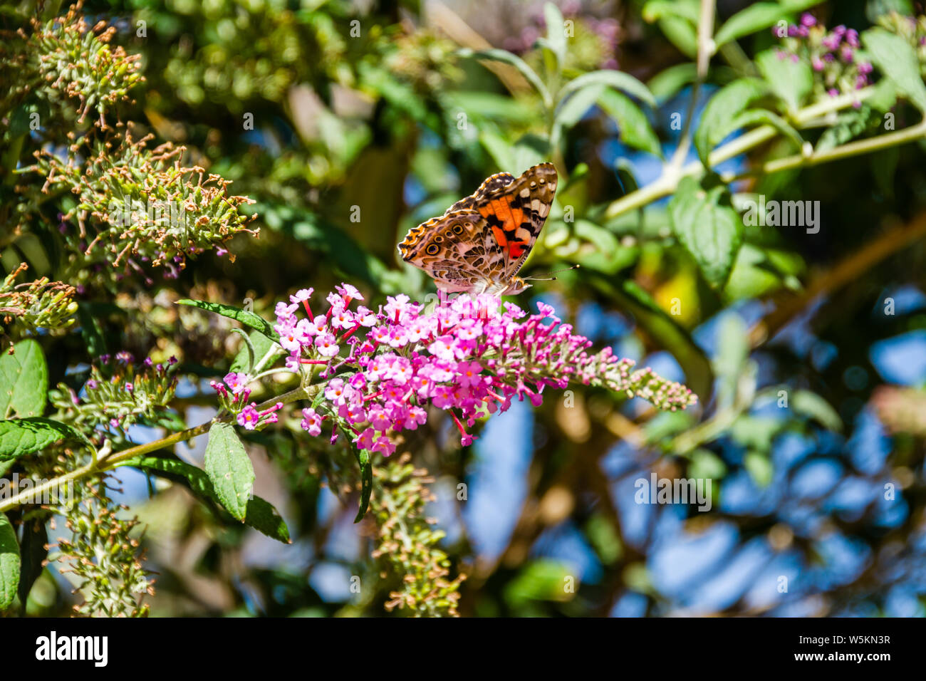 Brush-Footed Butterfly Stock Photo