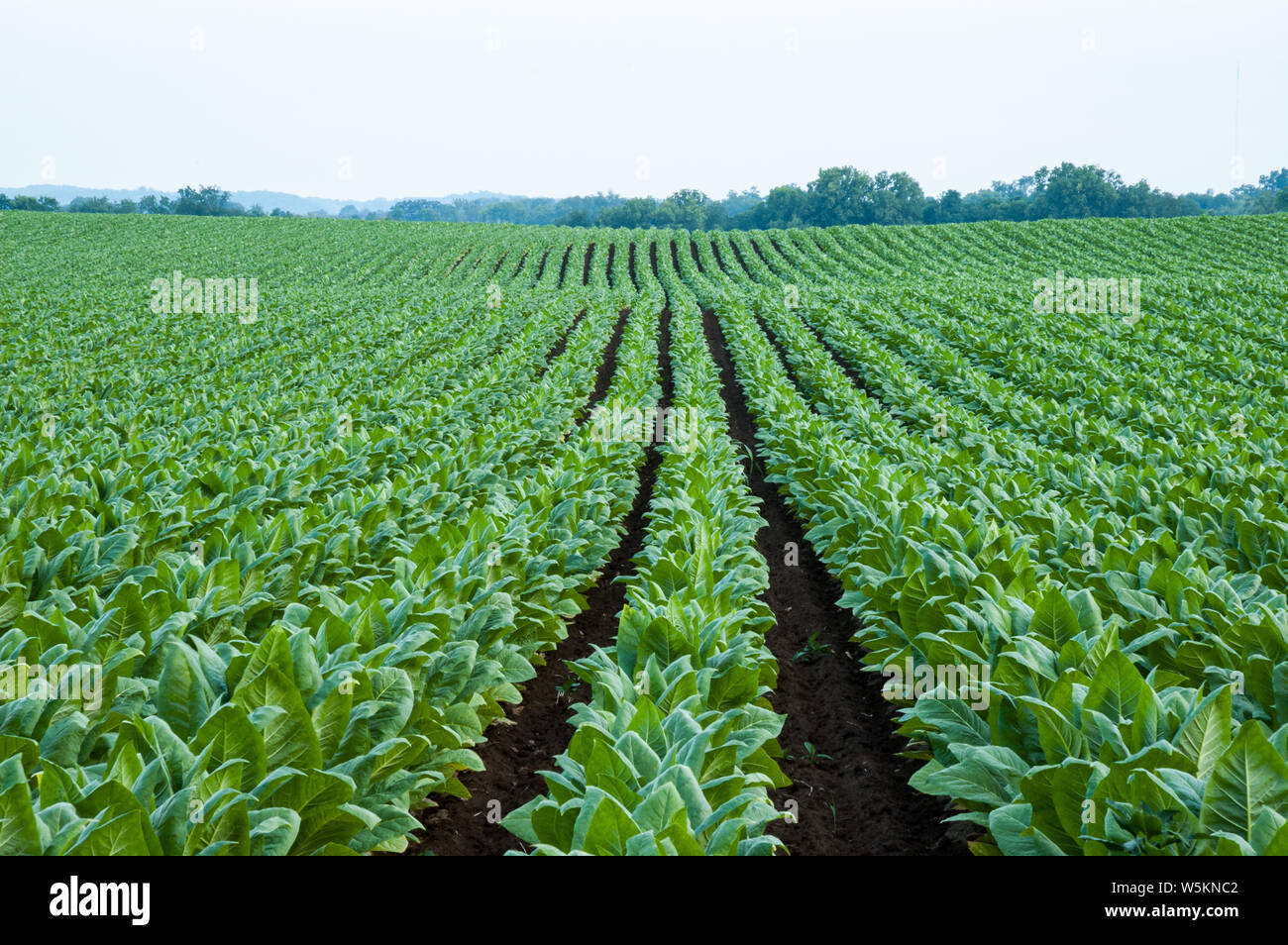 Large field of growing burley tobacco in Kentucky Stock Photo Alamy