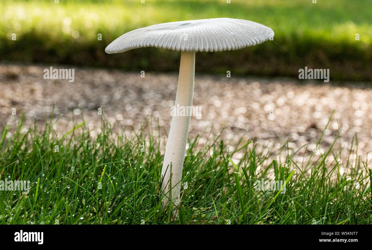 A large brown parasol shaped mushroom on a wet dewy green lawn Stock