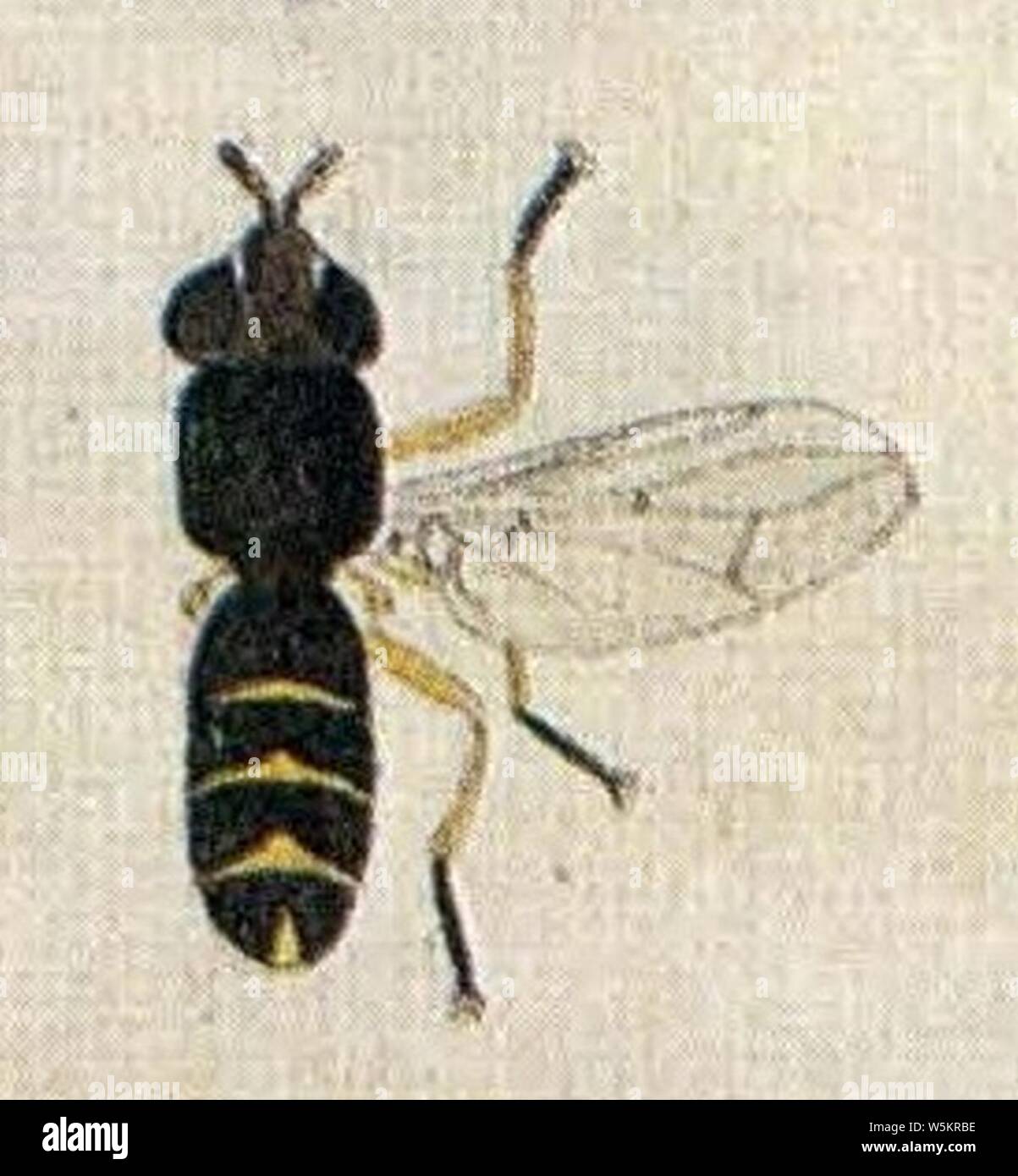 Dalmannia marginata (EuropäischenZweiflügeligen Meigen 1790). Stock Photo