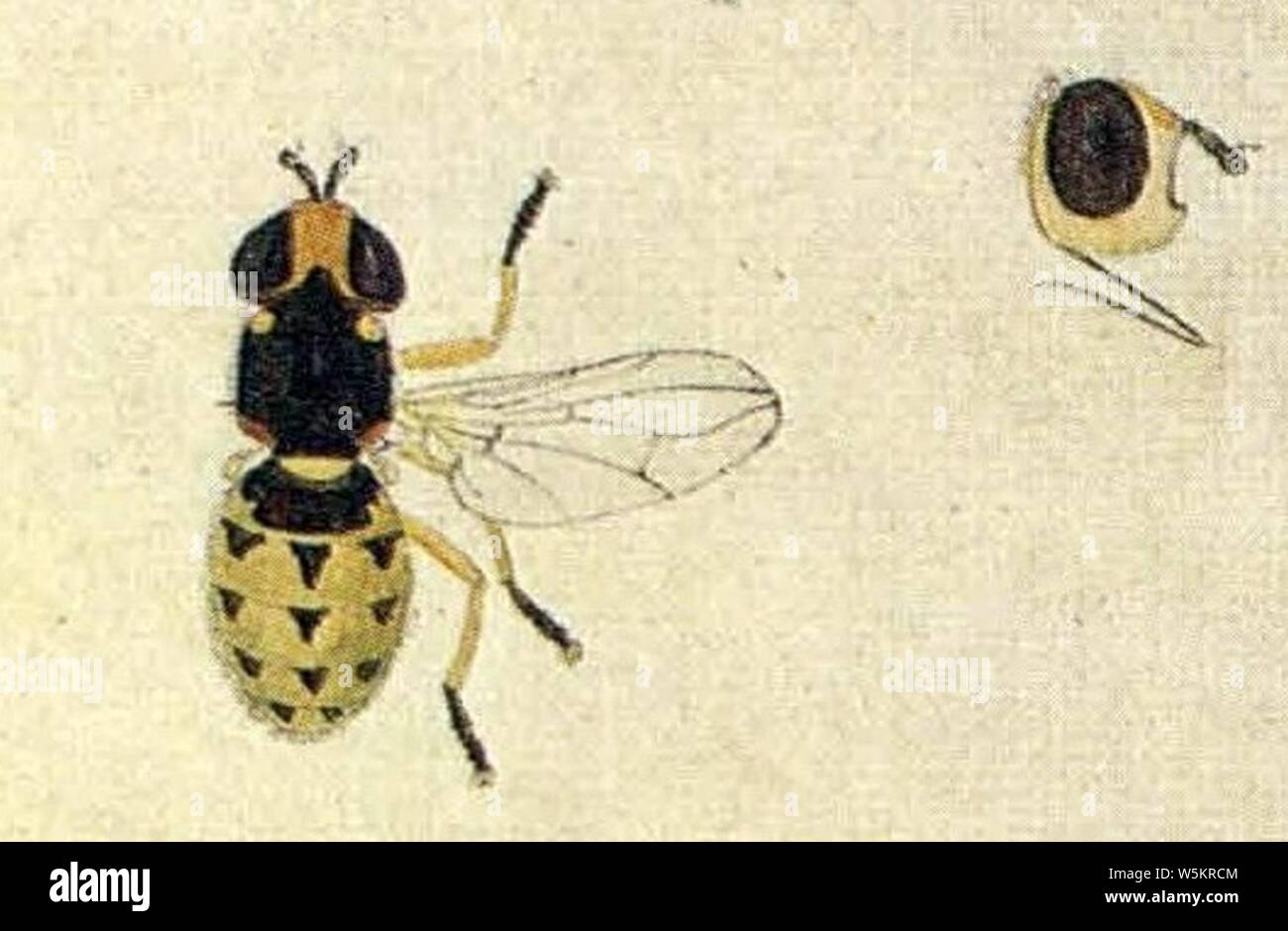 Dalmannia punctata (EuropäischenZweiflügeligen Meigen 1790). Stock Photo