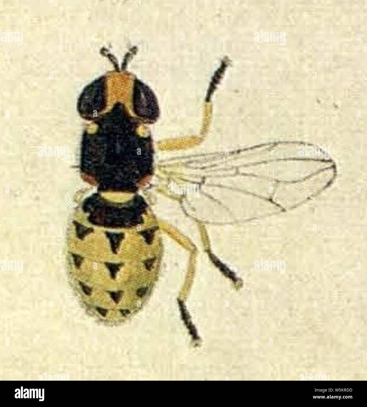 Dalmannia punctata (EuropäischenZweiflügeligen Meigen 1790) II. Stock Photo