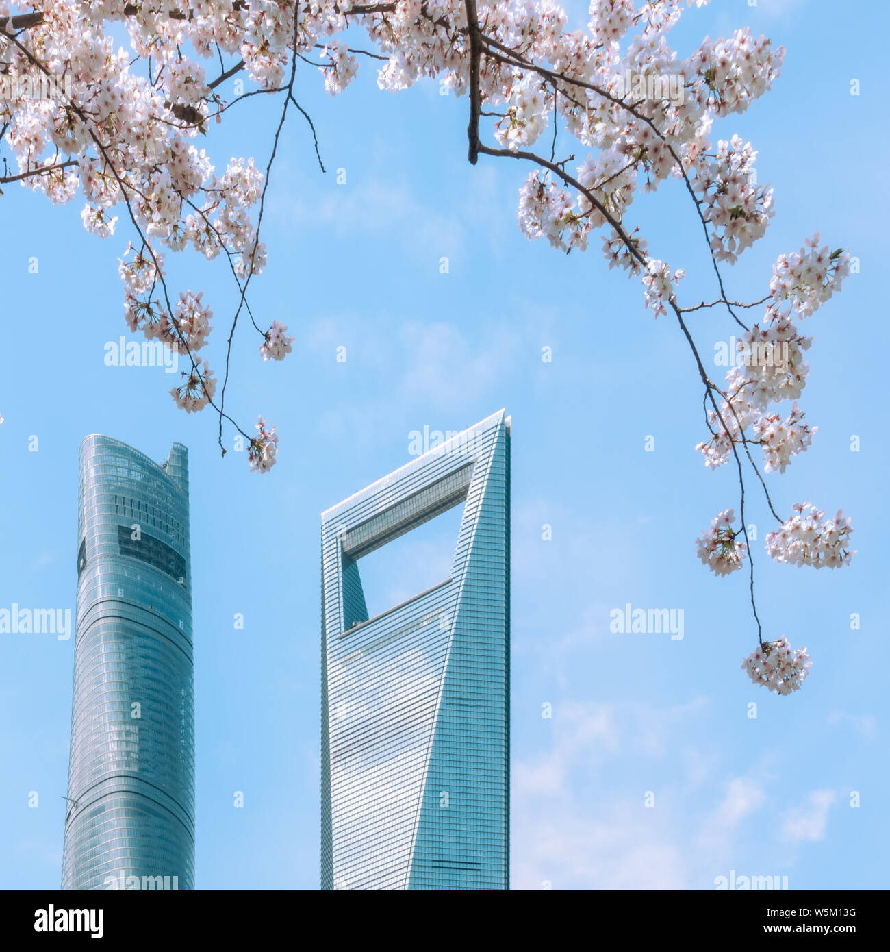 The Shanghai Tower, left, and the Shanghai World Financial Center (SWFC) are seen through blooming cherry blossoms in the Lujiazui Financial District Stock Photo