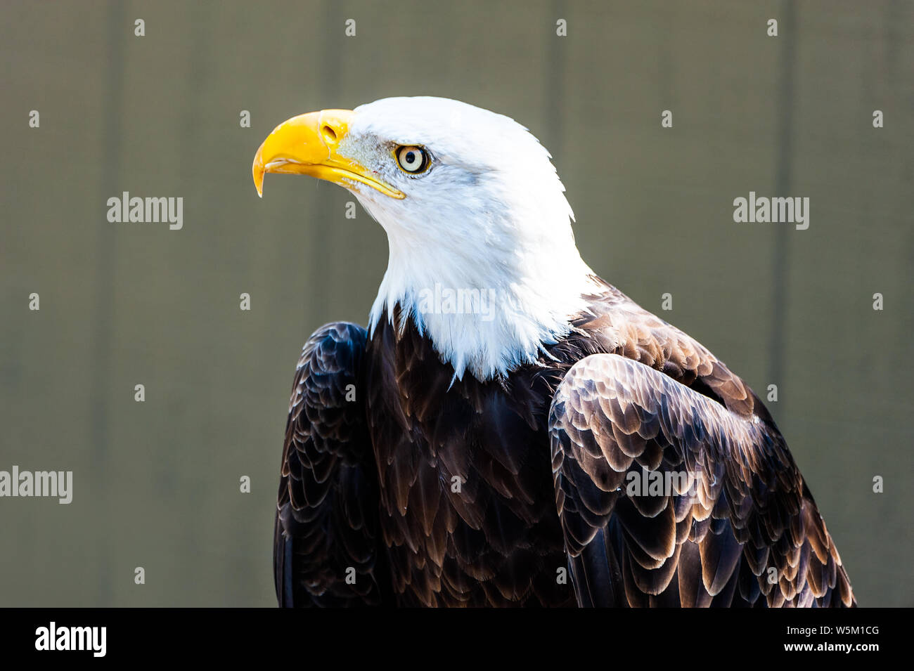 Bald eagle profile view hi-res stock photography and images - Page