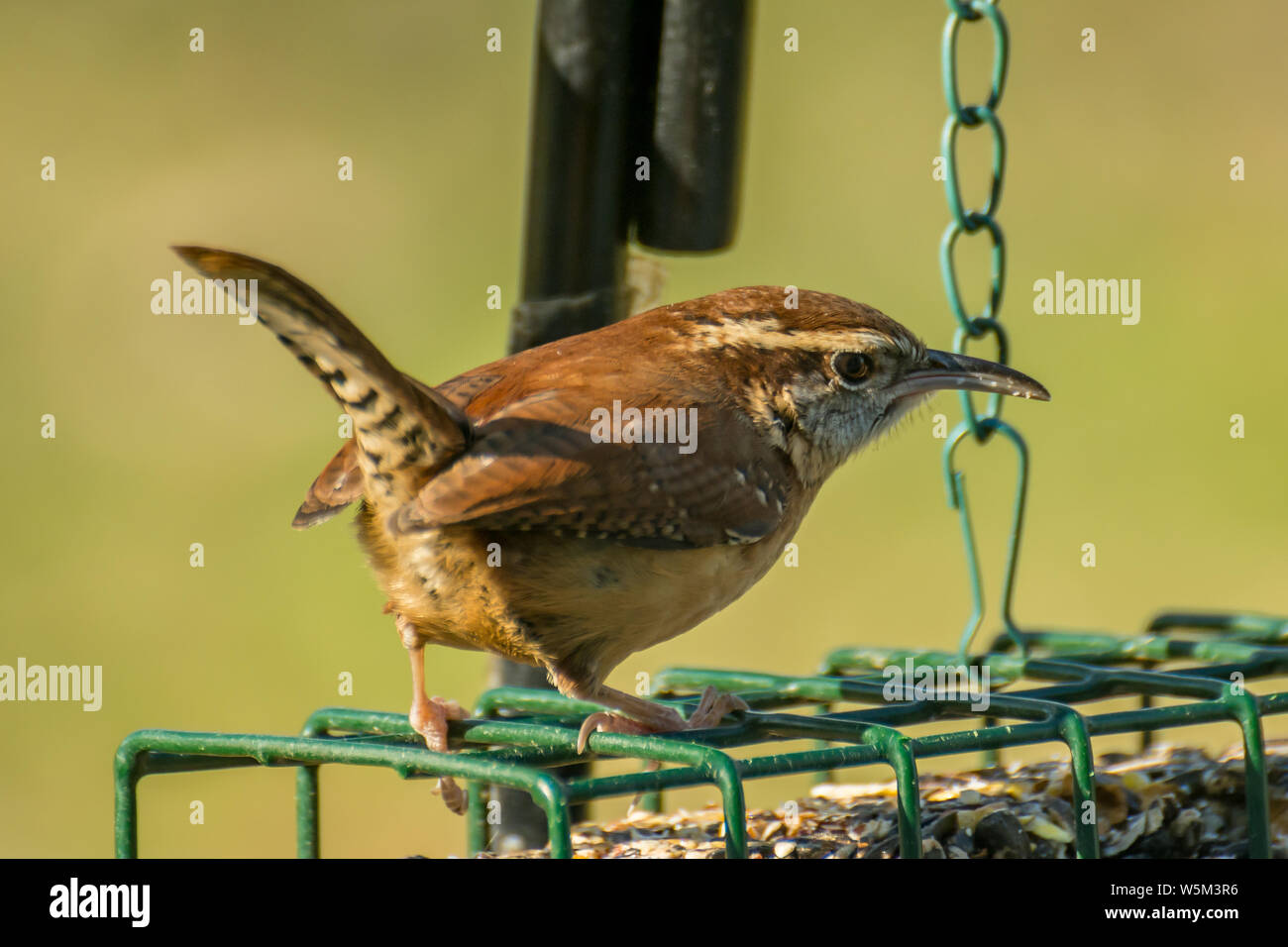 Carolina Wren Thryothorus Ludovicianus Perched On A Bird Feeder