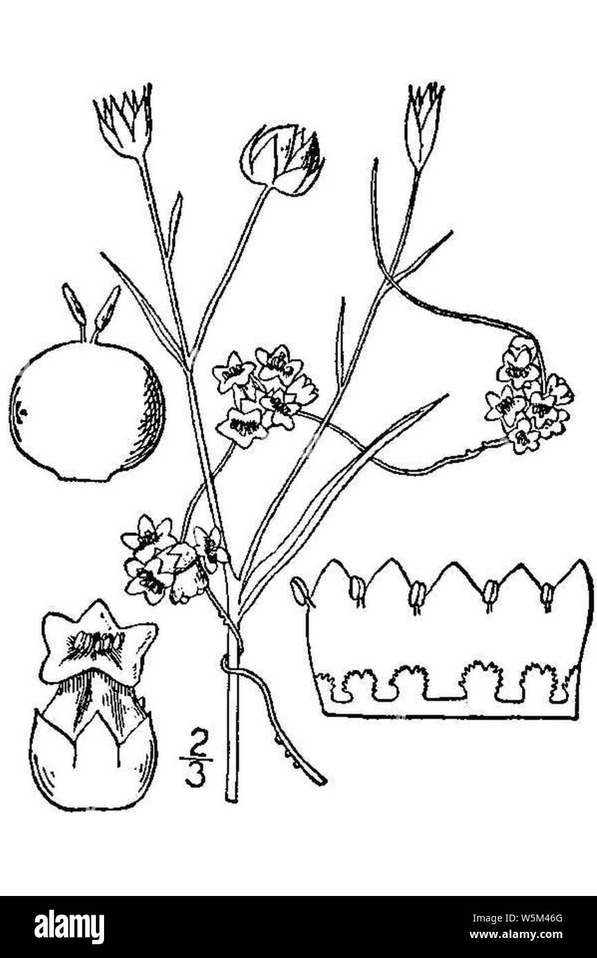 Cuscuta epilinum BB1913 Stock Photo Alamy