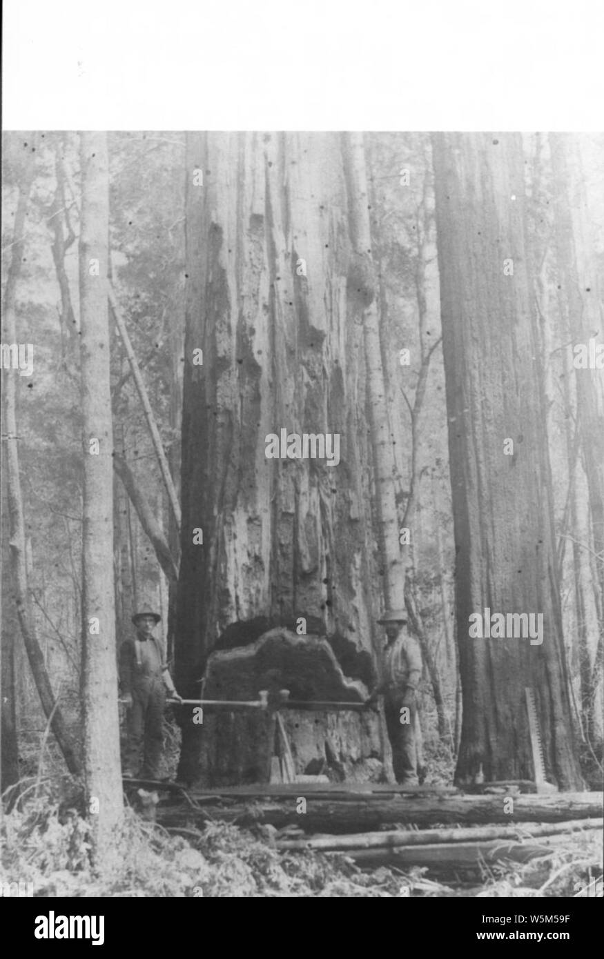 Cutting down a redwood tree Stock Photo Alamy