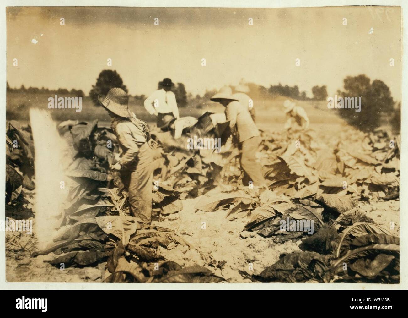 Cutting tobacco on farm of A.G.W. Gish, Route 3, Henderson. Boys 10, 13 and 15 years will all go to Niaara School, Div. 4, Henderson Co., when it opens next week. New building. The 2 younger Stock Photo