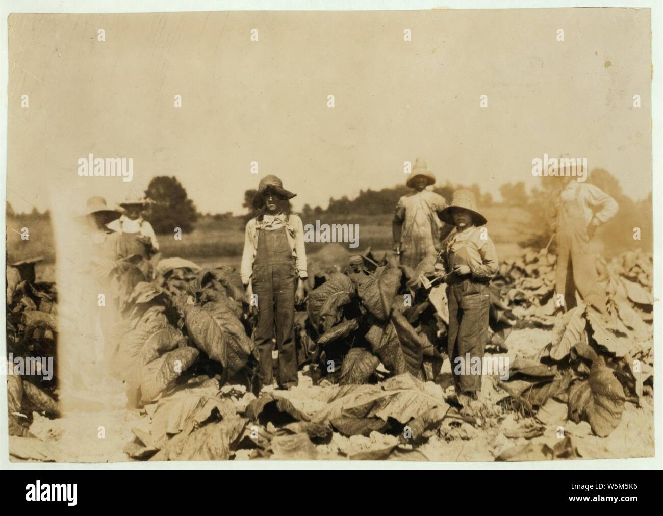 Cutting tobacco on farm of A.G.W. Gish, Route 3, Henderson. Boys 10, 13 and 15 years will all go to Niagara School, Div. 4, Henderson Co., when it opens next week. New building. The 2 Stock Photo
