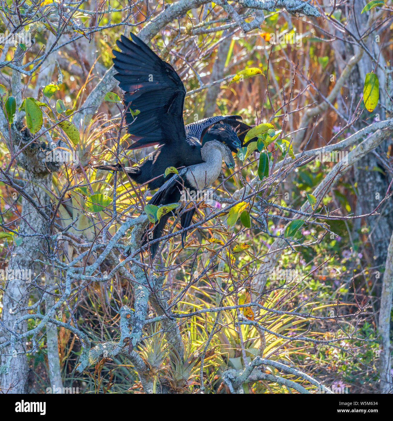 A pair of Anhingas (Anhinga anhinga) mating near the Anhinga trail. Everglades National Park. Florida. USA Stock Photo