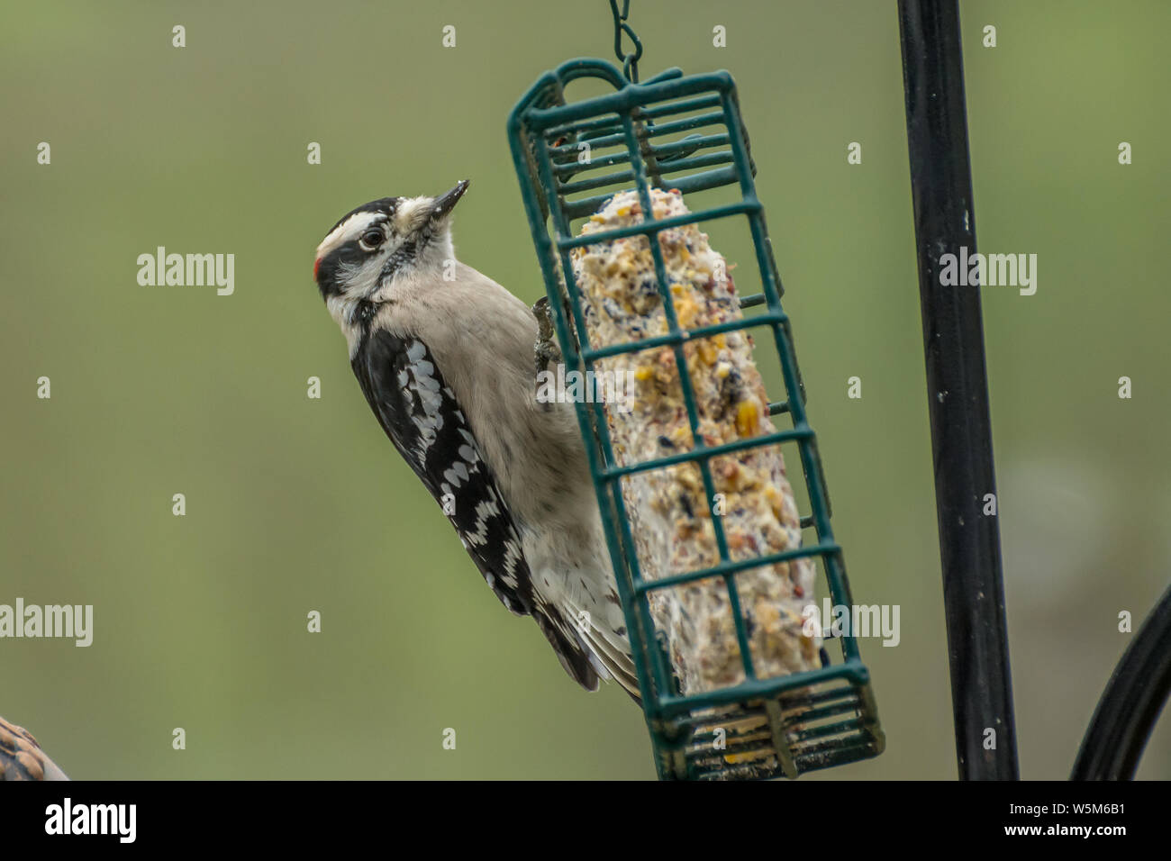 Downy Woodpecker At A Bird Feeder It S Scientific Name Is