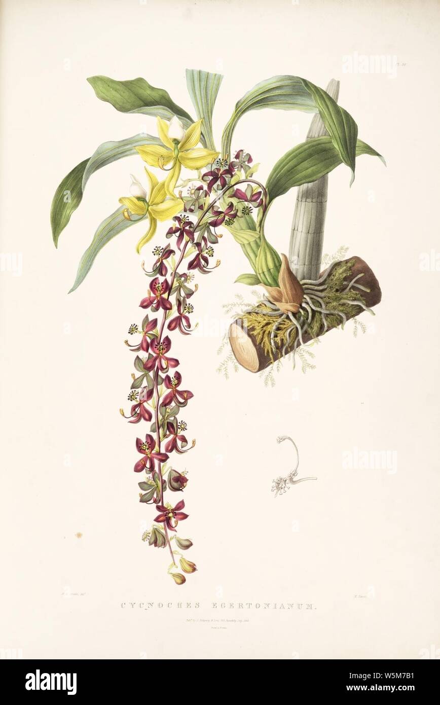 Cycnoches egertonianum - Bateman Orch. Mex. Guat. pl. 40 (1842). Stock Photo