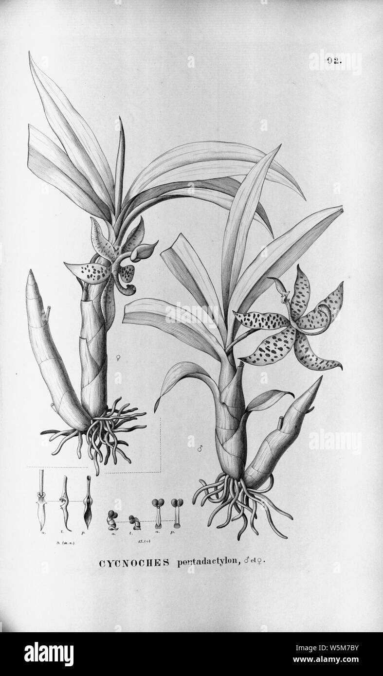 Cycnoches pentadactylon - Fl.Br.3-5-092. Stock Photo