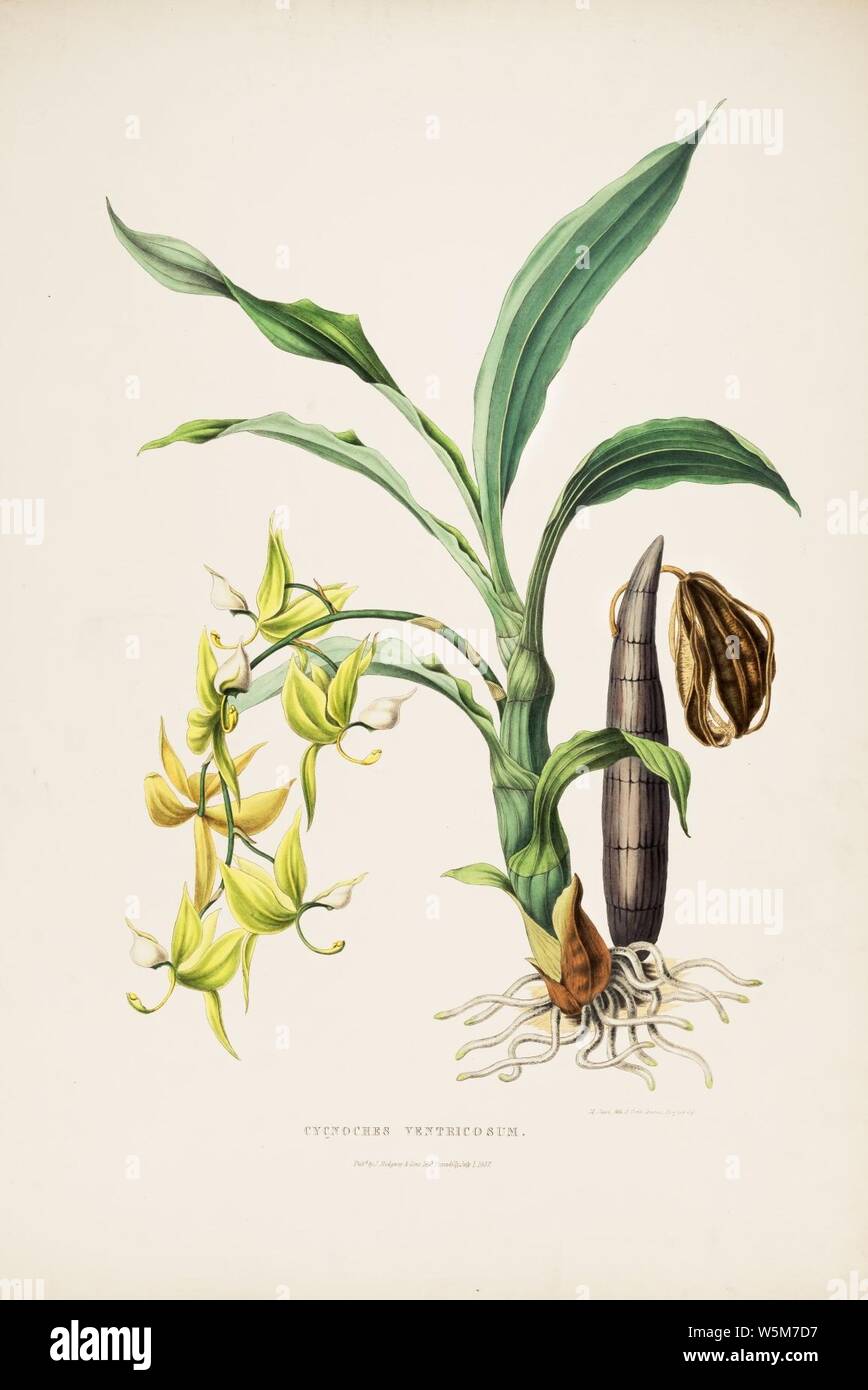 Cycnoches ventricosum-Bateman Orch. Mex. Guat. pl. 5 (1842). Stock Photo