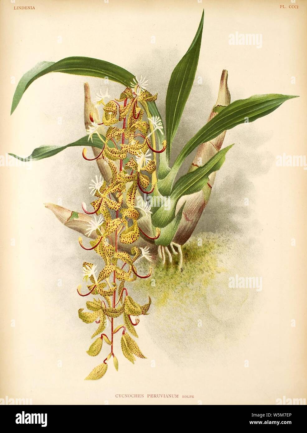 Cycnoches peruvianum - Lindenia Vol.7 plate 301 (1891-1892). Stock Photo