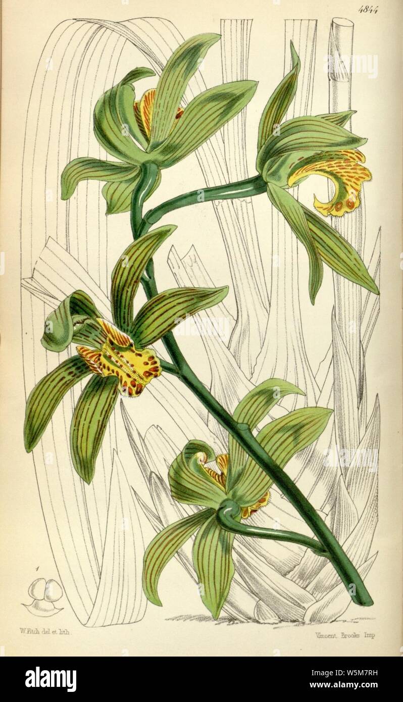 Cymbidium iridioides (as Cymbidium giganteum Wall. ex Lindl.) - Curtis' 81 (Ser. 3 no. 11) pl. 4844 (1855). Stock Photo