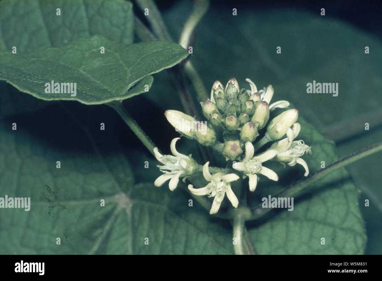 30 Samen Cynanchum auriculatum