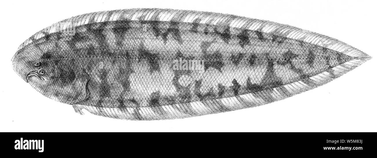Cynoglossus brachyrhynchus Suzini 96. Stock Photo