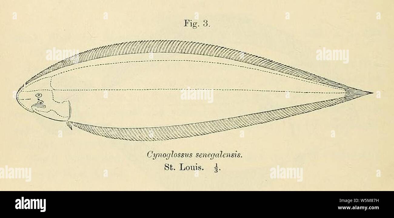 Cynoglossus senegalensis. Stock Photo