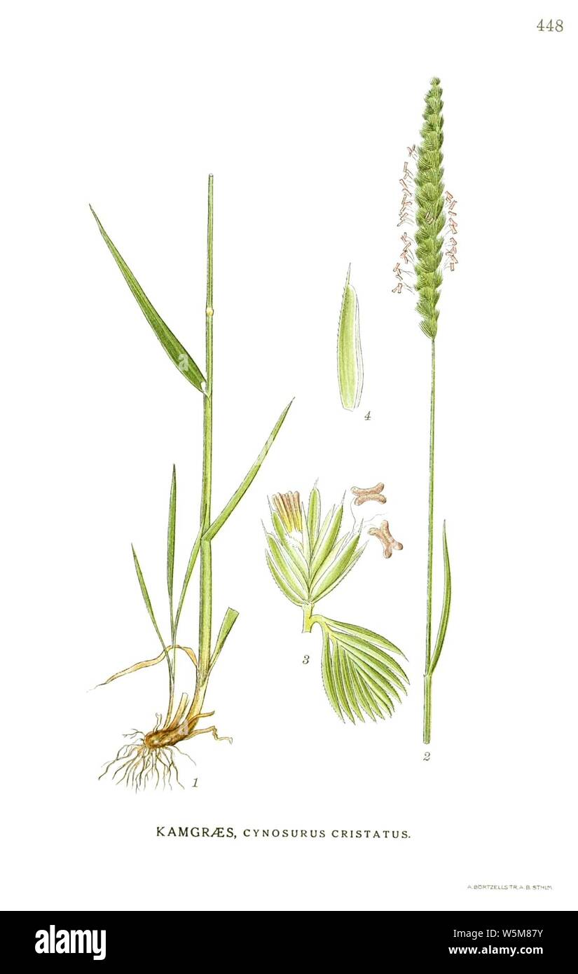 Cynosurus cristatus (Billeder af nordens flora 1917ff., v2 448, Stock Photo
