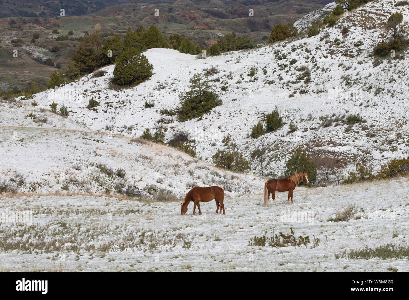 Feral (Wild) Horse, Theodore Roosevelt National Park, Flax and Michief with snow in higher elevation Stock Photo