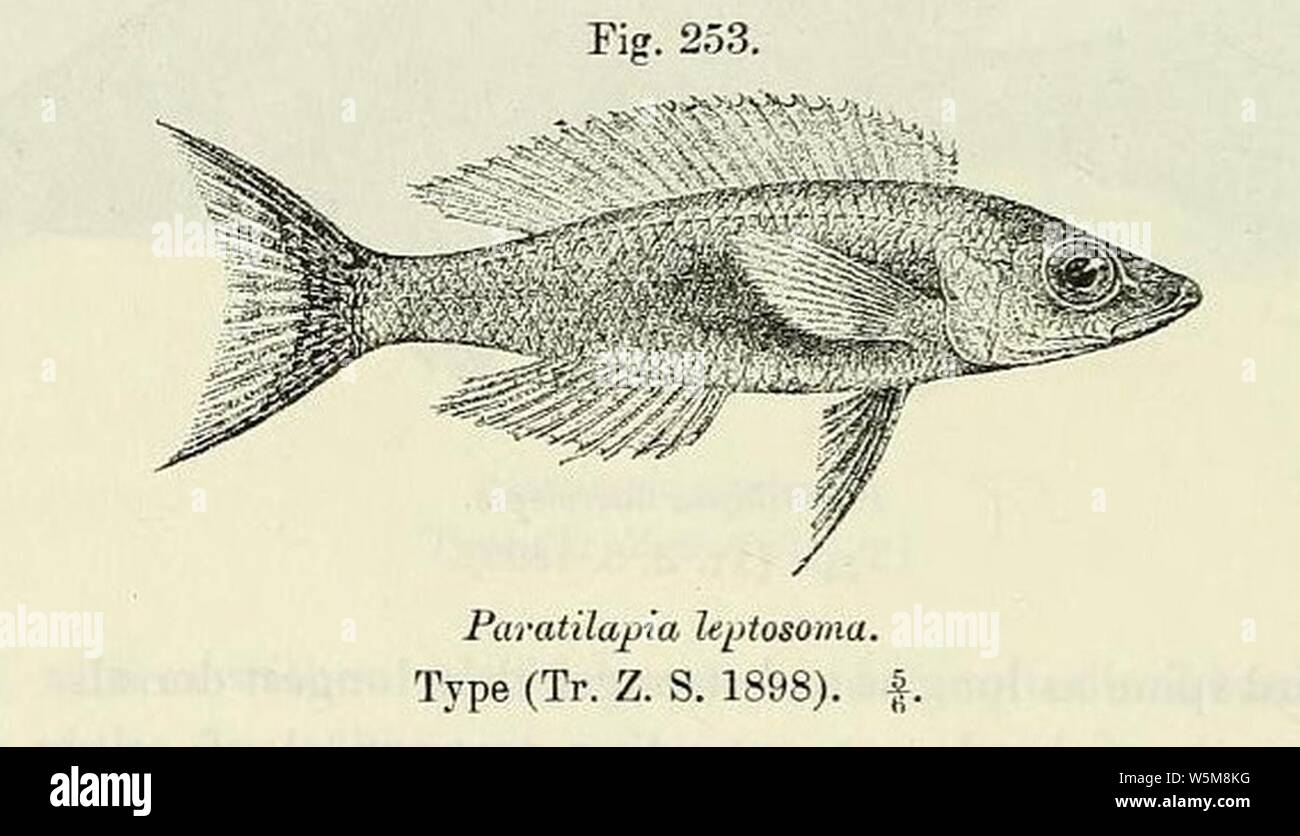 Cyprichromis leptosoma2. Stock Photo