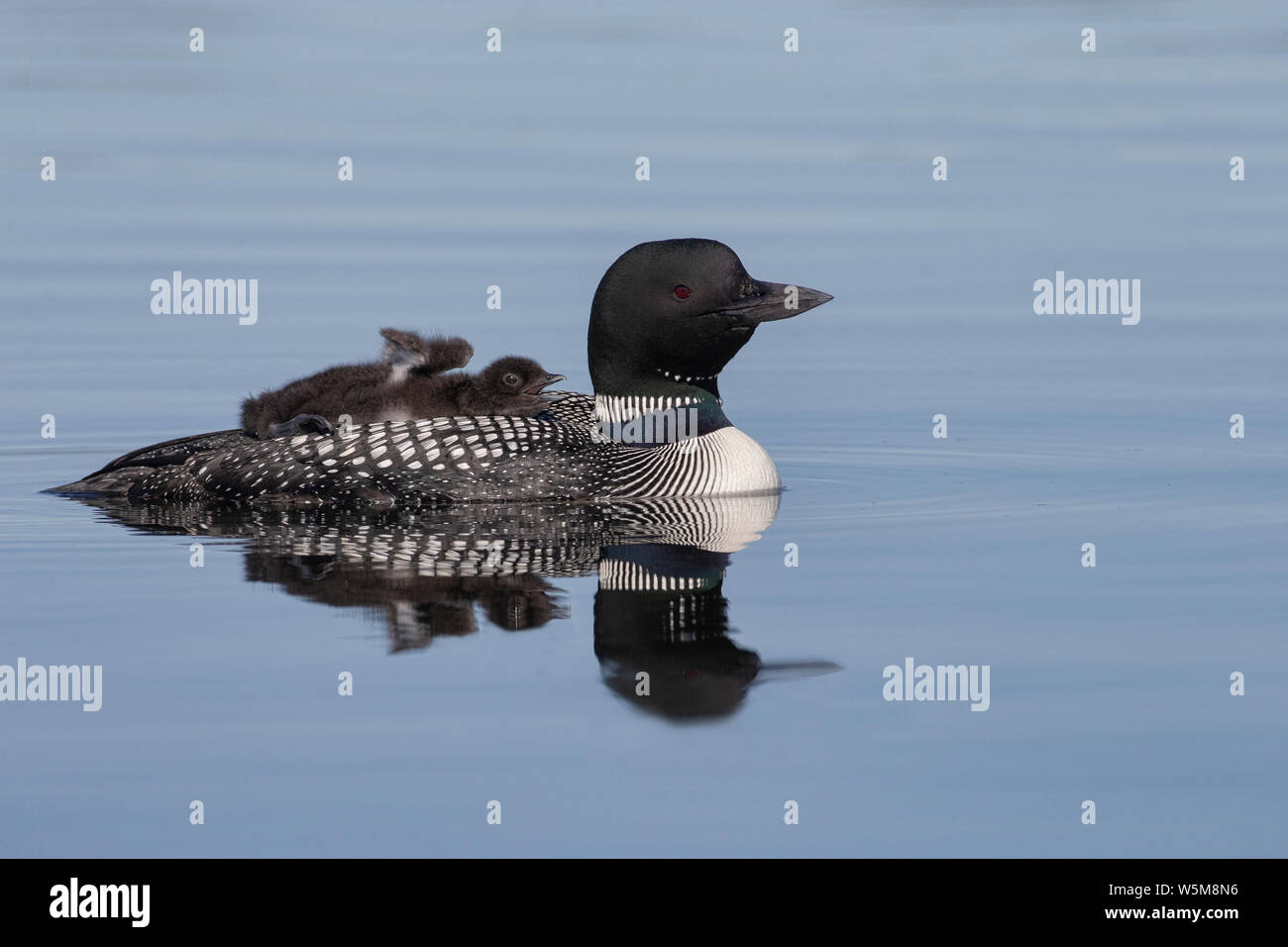 Common Loon (Gavia immer), adult with riding chick stretching Stock Photo