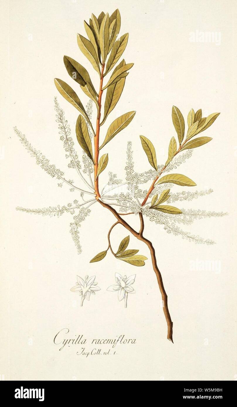 Cyrilla racemiflora - Jacquin - IPR - vol. 1 plate 47. Stock Photo