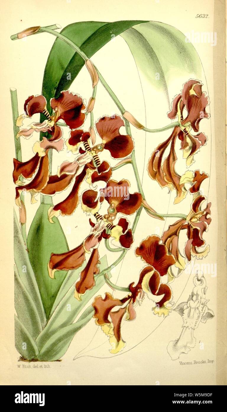 Cyrtochilum serratum (as Oncidium serratum) - Curtis' 93 (Ser. 3 no. 23) pl. 5632 (1867). Stock Photo