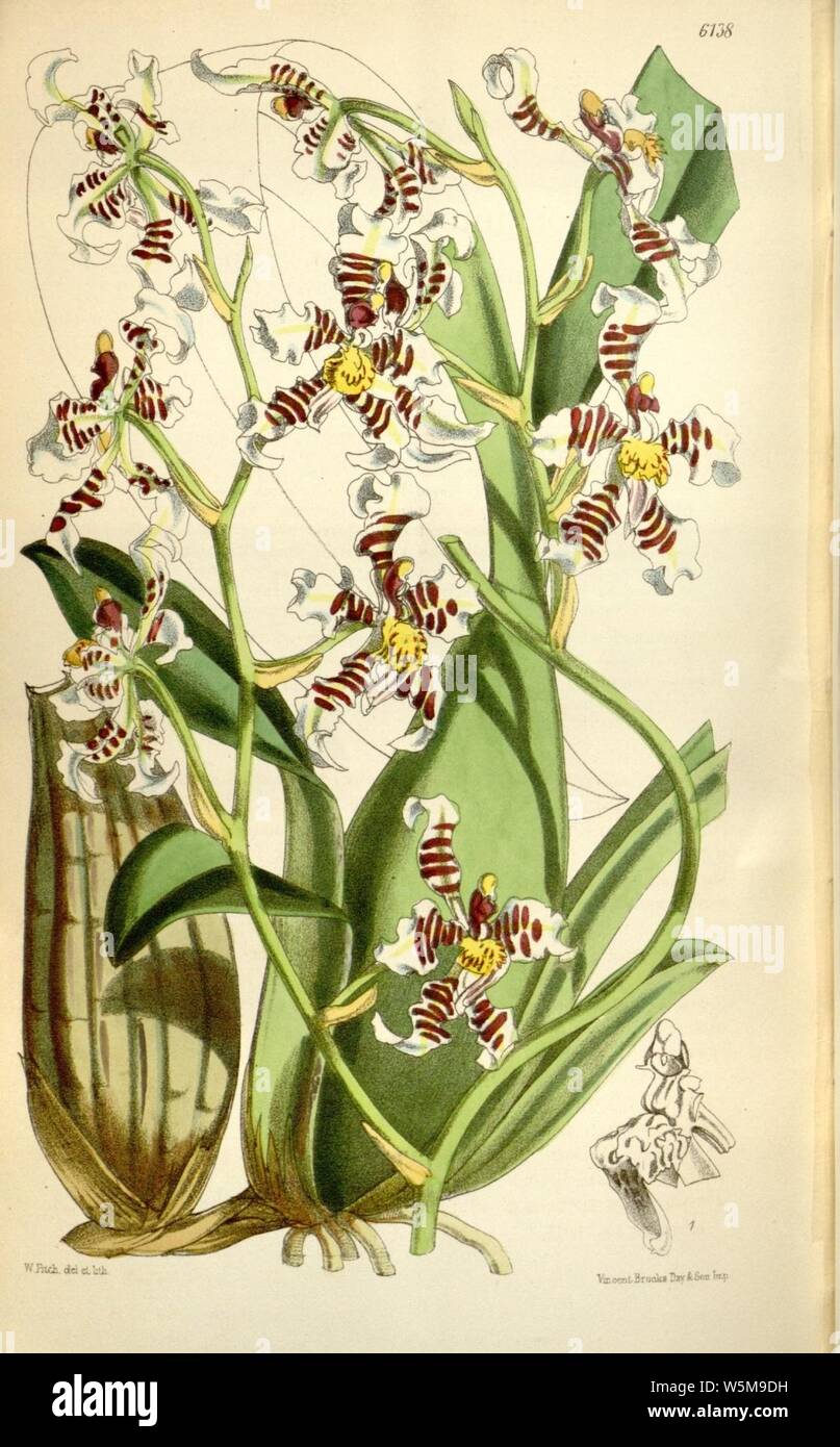 Cyrtochilum zebrinum (as Oncidium zebrinum) - Curtis' 100 (Ser. 3 no. 30) pl. 6138 (1874). Stock Photo